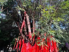 -瑞丽独树成林风景区