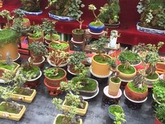 -秦美花卉(天朗·莱茵小城2期店)