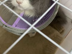 -宠物星动物医院·眼科·异宠·猫科(江南大道总院)