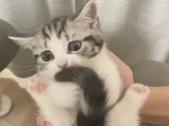 -欣宠猫屋·矮脚拿破仑·蓝金金渐层