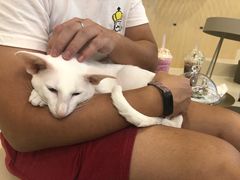 -飞行喵MR PILOT|猫舍·猫咖(静安大融城店)