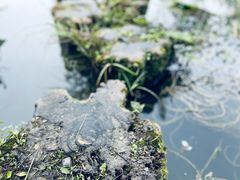 -桤木河湿地公园