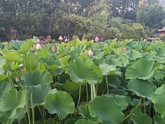 -莲湖公园