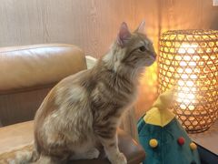 -MOCHA明星猫咖(田子坊店)