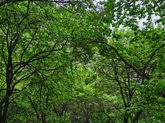 -阳台山自然风景区