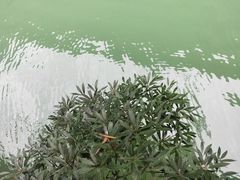 -阿依河景区