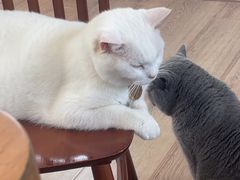 -有猫主题·治愈系猫咖(曾厝垵店)