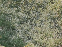 -云岫谷游猎自然风景区