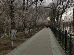 -桃花堤公园