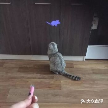 激光笔逗猫对猫有危害？