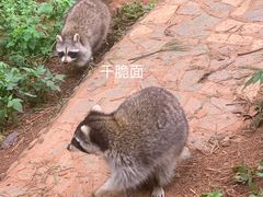 -云南野生动物园