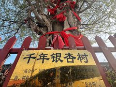 -蓬莱阁景区