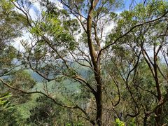 -梧桐山风景名胜区