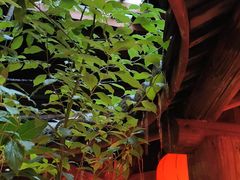 -金苑酒家·客家菜·广东老字号(万象店)