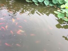 -龙头寺公园