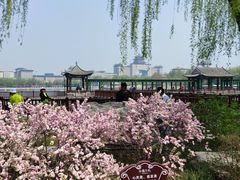 -莲花池公园