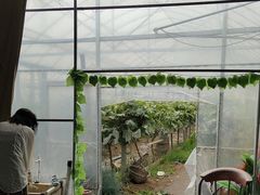 -马陆小张葡萄园农家乐