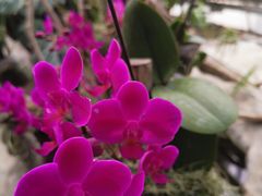 -北京植物园-展览温室