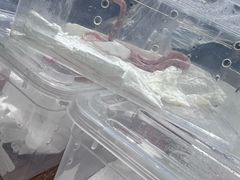 -酷以爬仙阁实体爬宠店·守宫·蜥蜴·专业繁育