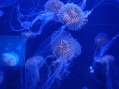 -青岛海底世界-水族馆