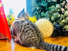 -IFIF 如果花園(宽厚里店)