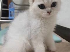 -喵百万·布偶·蓝金金渐层英短·猫舍(百子湾店)