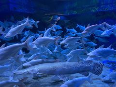 -成都浩海立方海洋公园