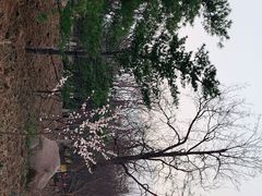 -北京凤凰岭