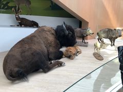 -陕西自然博物馆