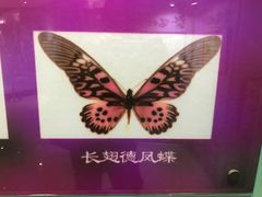 -上海昆虫博物馆