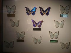 -上海昆虫博物馆