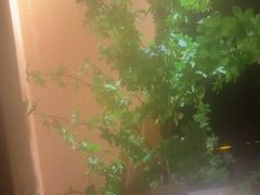 -泰·菩提树下[泰式按摩x精油SPAx肩颈头疗](新景店)