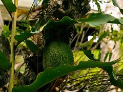 -热带雨林自然公园