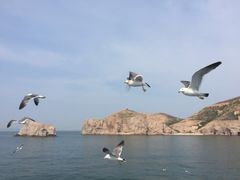 -长岛万鸟岛