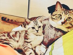 -伟伟宠物医院·CT影像中心·瑞派犬猫综合性门诊(汉口总院)