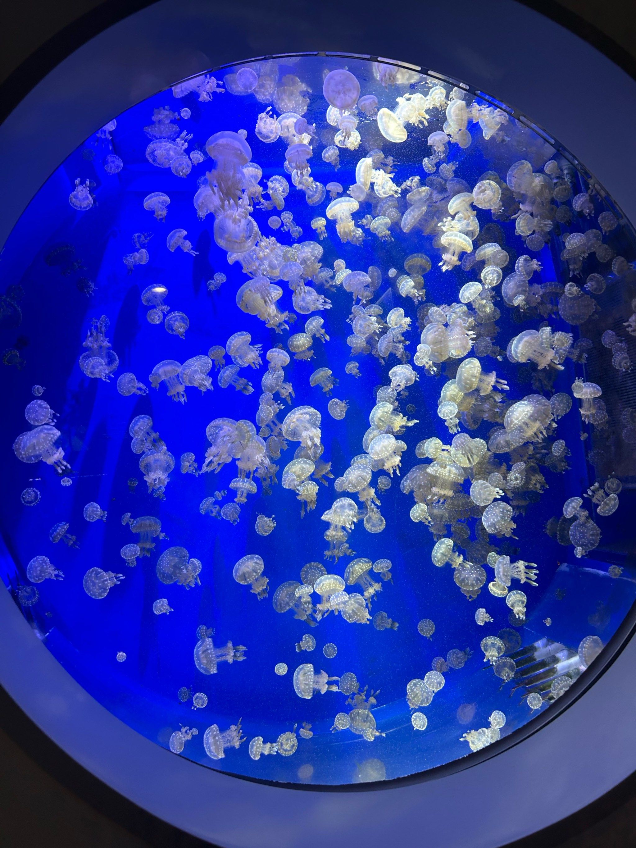 n
#海底世界 #水母 
#0元玩转这座城 
#我的博物馆奇妙之旅