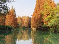 -桤木河湿地公园