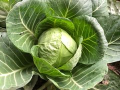 -田趣农庄草莓采摘园