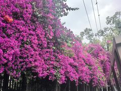-望江楼公园