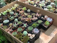 -双季花艺园艺市场(浦东店)