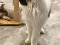 -楼上猫咖(罗湖店)