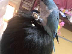 -美联众合动物医院·24h转诊中心