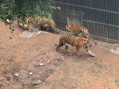 -深圳野生动物园