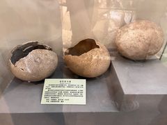 -河南自然博物馆