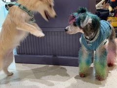 -帕帕拉兹宠物(亚洲旗舰店)