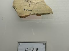 -辽宁古生物博物馆