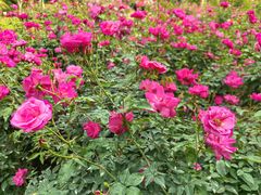 -人民公园(罗湖区)