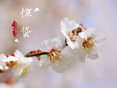 -香雪海