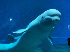 -芜湖新华联大白鲸海洋公园