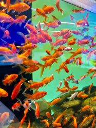 -Zoolung Zoolung动物主题公园(海信广场店)